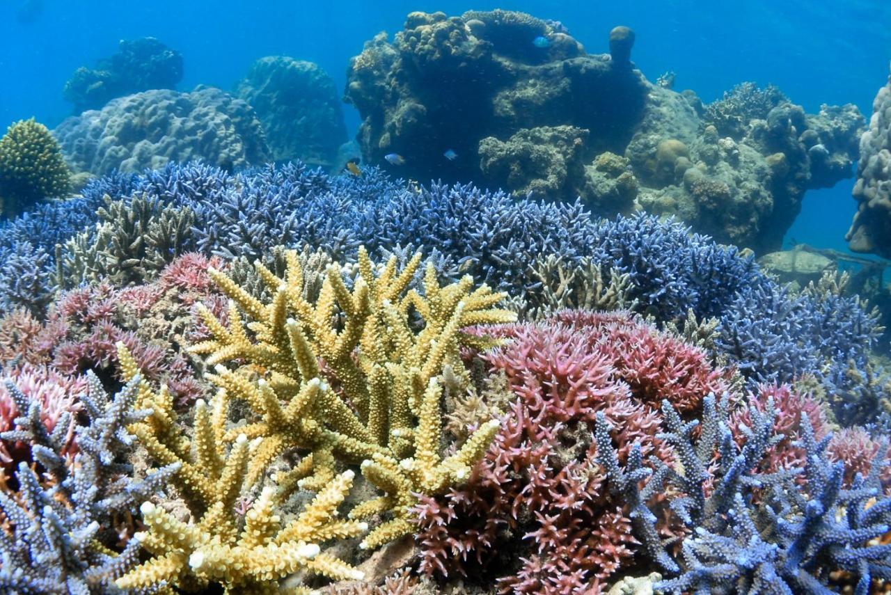 Alam Karang Hotel Gili Gede Eksteriør billede