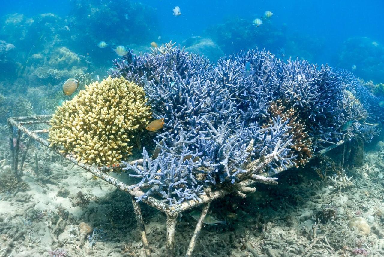 Alam Karang Hotel Gili Gede Eksteriør billede