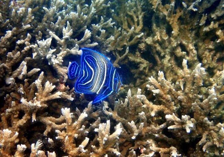 Alam Karang Hotel Gili Gede Eksteriør billede
